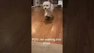 First time trying boots! #fyp #funny #2026 #dogshorts #boots #cute #newyear #dogmom