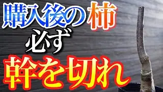 購入後は柿の幹を切らないと必ず後悔します