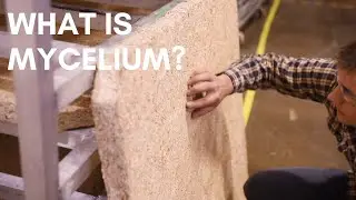 What is Mushroom Mycelium & Why It's Properties Make It A Sustainable Material Across All Industries