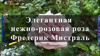 Элегантная нежно-розовая роза Фредерик Мистраль. Питомник растений Е. Иващенко