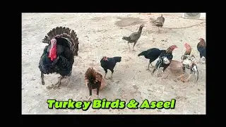 Turkey and Aseel enjoy morning time feed #turkey #birds #animals 