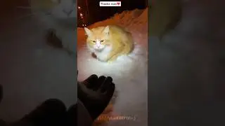Frozen Night, Warm Rescue #cat #rescue #viralvideo