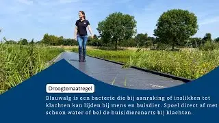 Wat is blauwalg? En wat moet je doen als je ermee in aanraking komt?