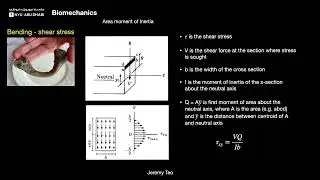 Beyond the Break  The Ingenious Engineering of Bone Strength and Failure