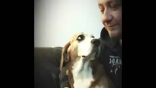 Beagle Love