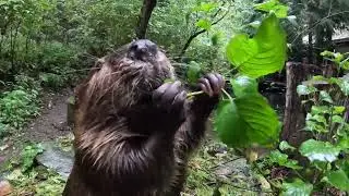Busy Beavers Chomp Snacks In Their Rainy Pond