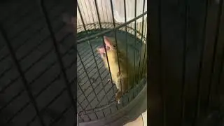 Masteran semua burung juara 