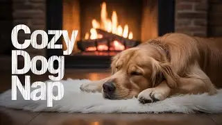 12 Hours of Peaceful Dog Music 🌙 Relaxing Melodies for Sleep & Separation Anxiety Relief