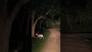 #palamau tiger reserve me Mila tiger in night Safari me #netarhat #wildlifeparadise #leopardsafari #