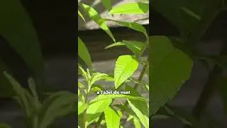Verveine citronnelle