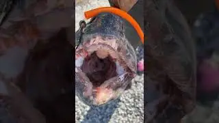 Atlantic wolffish bites hard!