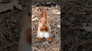 Рыженькое пушистое чудо 🐿 Little red furry miracle