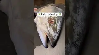 How to make fish broth for your dog