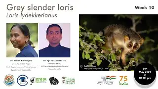 Expert Talk - Grey slender loris - May 19, 2021