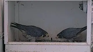 San Jose City Hall Falcons🪽Hartley & Monty's Brief T&ecirc;te-&agrave;-T&ecirc;te💞2025 Oct 31