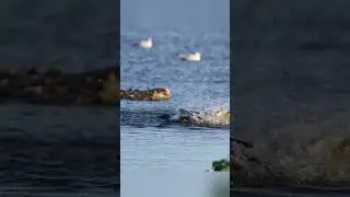 Two male Northern Shovelers in a comical battle! 🦆