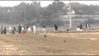 Dog Race In Kallar Sayedan