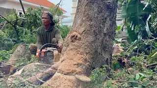Best Skill&hellip; Tebang pohon trembesi bercabang!