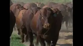 Grandes Criatórios - Bonsmara Santa Silveira