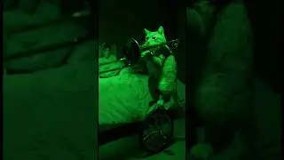 When your cat has a hidden talent... and no respect for sleep! 😂💤