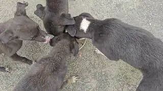Cute puppies dudh Peete hue#long video#viral video