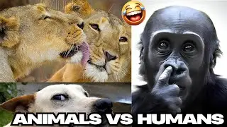 WHY ANIMALS ARE BETTER THAN HUMANS 😂 BEST ANIMAL MOMENTS #fyp #foryoupage #viral #animals
