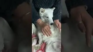 When you enjoy mom love ❤️ #viral #cute #dog #sleep #short.
