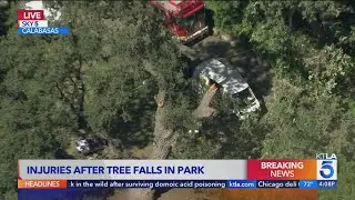 Several injured after large tree falls in Calabasas