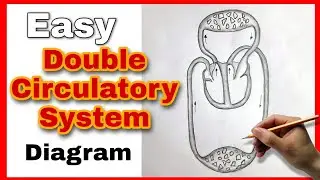 How to Draw Double Circulatory System Step by step for Beginners | Double Circulatory Syetem