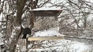BIRD FEEDER BATTLE - Watch Them Fight For A Spot During A SNOWSTORM!!! 4K HD