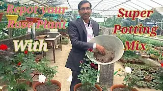 How to Repot your Rose Plant in SUPER POTTING MIX after Getting it from the Nursery.