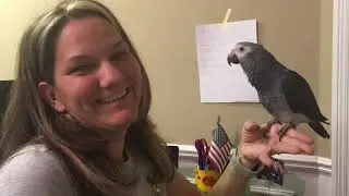 #35 TEACHING YOUR PARROT TO TALK