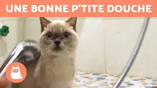 &Agrave; quelle fr&eacute;quence FAUT-IL LAVER un CHAT ? 🐱🚿 D&eacute;couvrez-le !