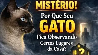 A Visão Espiritual dos Gatos e os Lugares que Eles Escolhem Observar