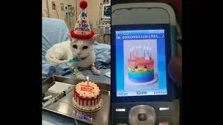 White Cat birthday #aicat #happybirthday #animalintelligence #kitten