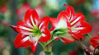 relax music for massage | relax music for work
