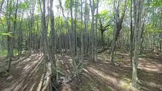 Passeggiata foresta Patagonica   lago Roca