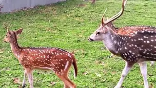 Axis Deer Mating #deerpointsexplained