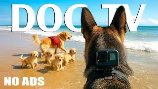 Dog POV - DOG TV: Beach Walk & Playing - Entertainment Videos for Dogs with Calming Dog Music