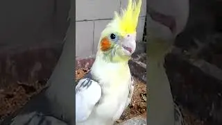BABY Cock&agrave;tiel aviary parrots - nymfa - корелла