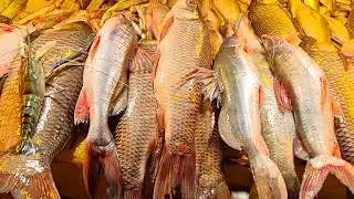 FISH HUT BD