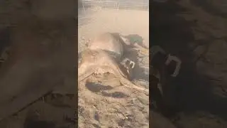 Camel Death II #viral #shorts