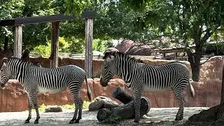 A few of the animals at St. Louis Zoo 