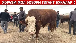 ХОРАЗМ МОЛ БОЗОРИ 50 МИЛЛИОНЛИК ГИГАНТ БУКА СОТИЛДИ !!! 5-МАЙ 2024г ХОРАЗМ БОЗОР