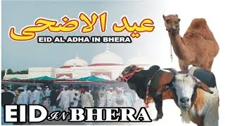 Eid ul adha 2023 how celebrate in bhera city | Eid ul Adha Mubarak (2023) #explorewithatiq