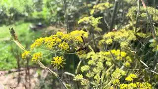 Bronze fennel loved by humans and wildlife!