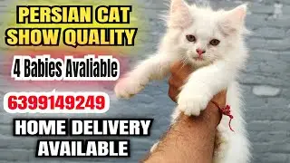 😍Persian cat show Quality for sale home delivery available #kitten #pets #cat #youtube #viral 