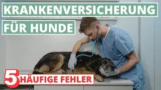 Beste Hundekrankenversicherung - 5 Fehler bei der Tarif-Wahl