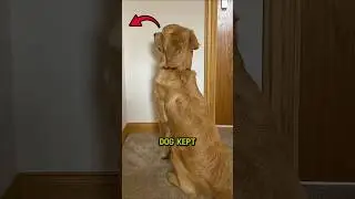 Dog Kept Staring At The Wall #story