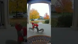 🐿️ #squirrel #doorbellcam #doorbell #fyp #animals #cute #boxing